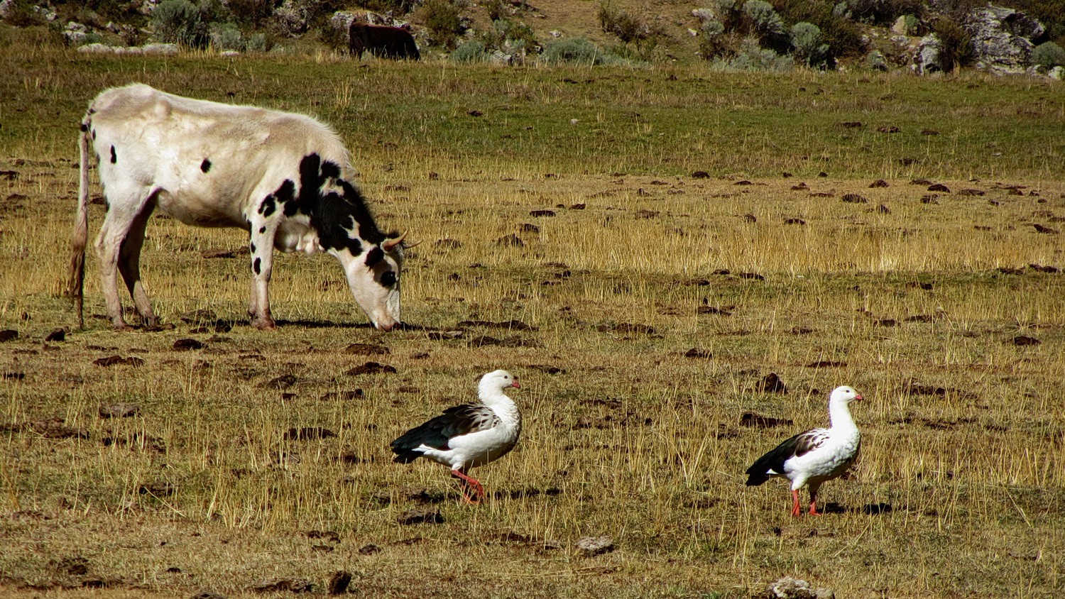 Cow with Andean Geese on the meadows below Laguna Jahuacocha